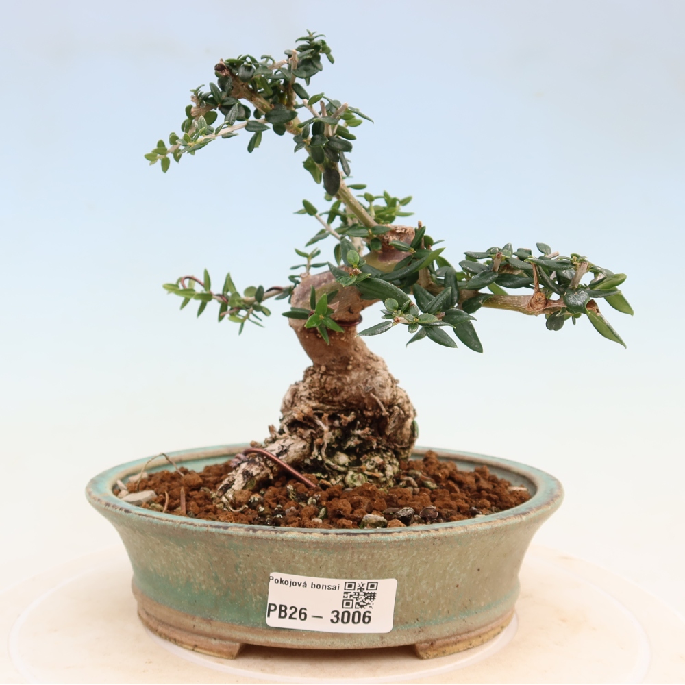 Beltéri bonsai - Olea europaea sylvestris