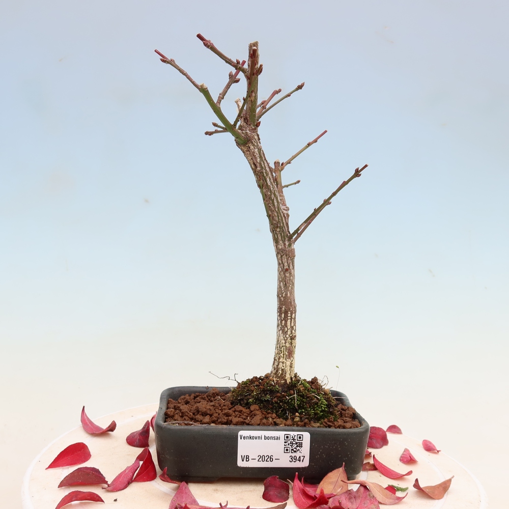 Kültéri bonsai – Euonymus alatus comactus – szárnyas szőlőfa