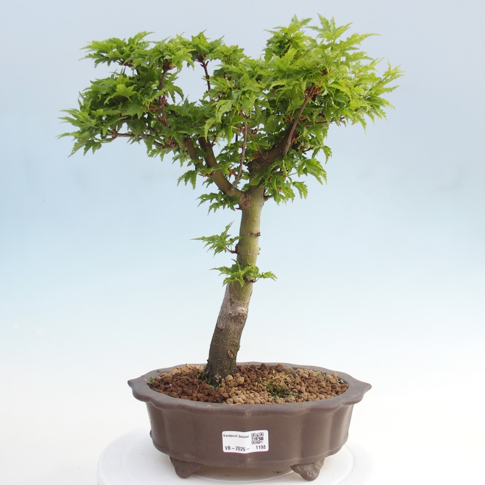 Kültéri bonsai -Javor pálma Acer palmatum Shishigashira