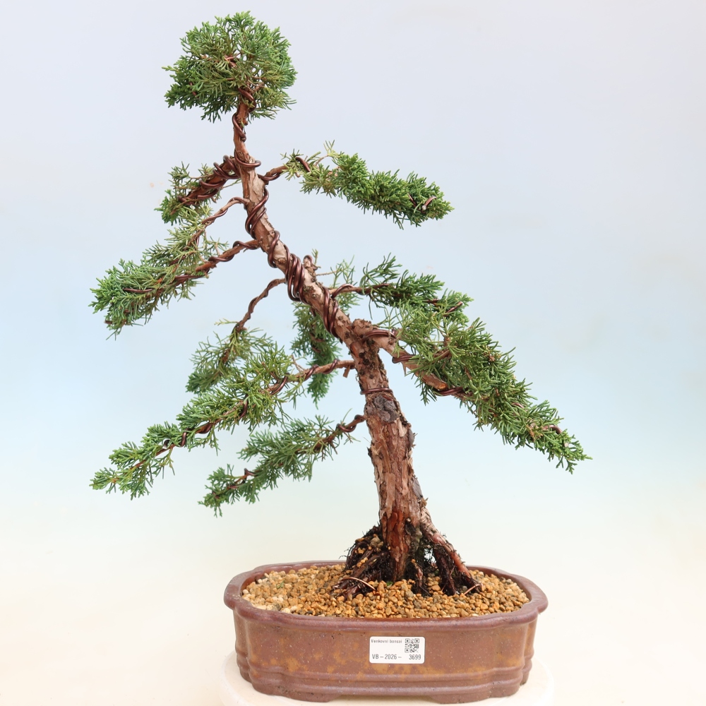 Kültéri bonsai - Juniperus chinensis Kishu