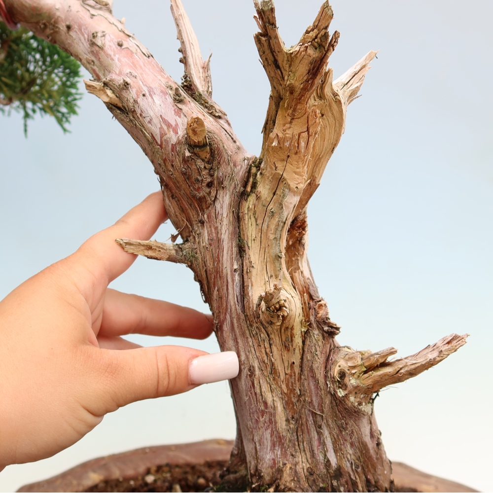 Kültéri bonsai - Juniperus chinensis Kishu
