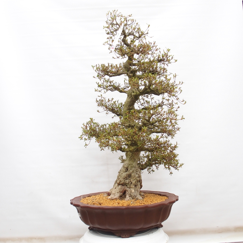 Kültéri bonsai - Japán azálea - Azálea Kinu-no-Hikari