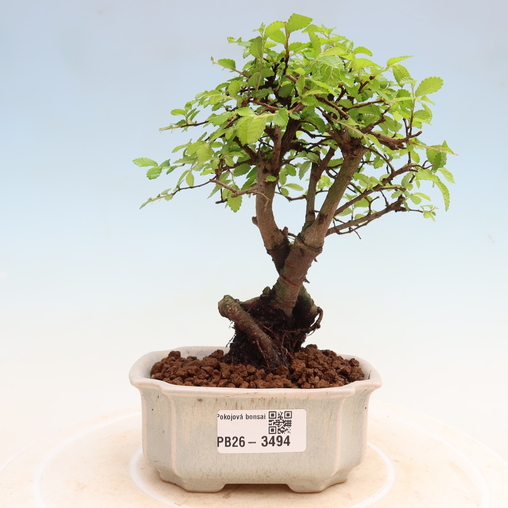 Szobai bonsai - Ulmus parvifolia - Kislevelű szilfa