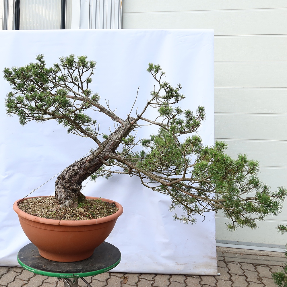 Pinus sylvestris Spanyolország – erdei fenyő