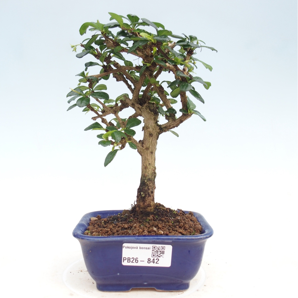 Szobai bonsai - Carmona macrophylla - Tea fuki