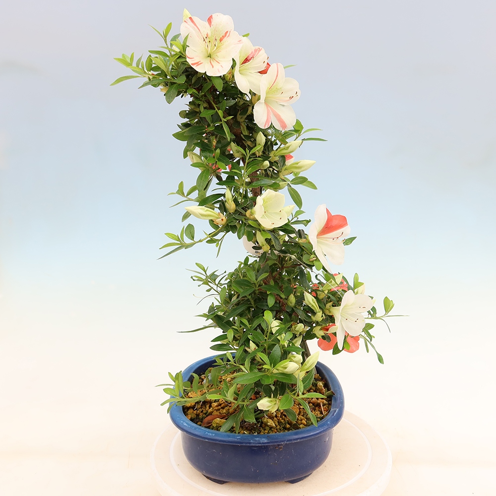 Kültéri bonsai - Japán azálea - Azálea Asahi-no-izumi