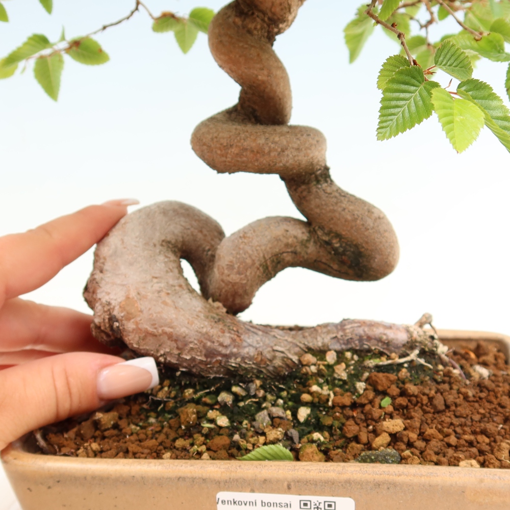 Kültéri bonsai -Carpinus Coreana - Koreai gyertyánfa