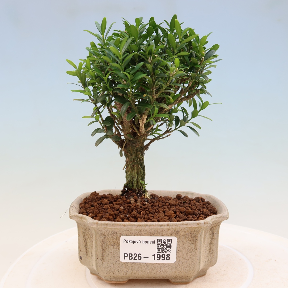 Szobai bonsai - Buxus harlandii - parafa buxus