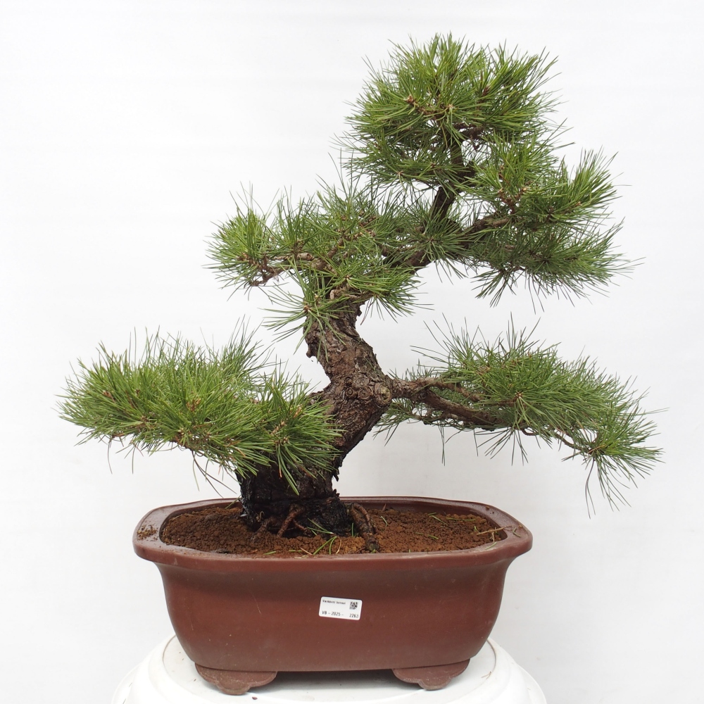 Kültéri bonsai - Pinus thunbergii - Thunberg fenyő