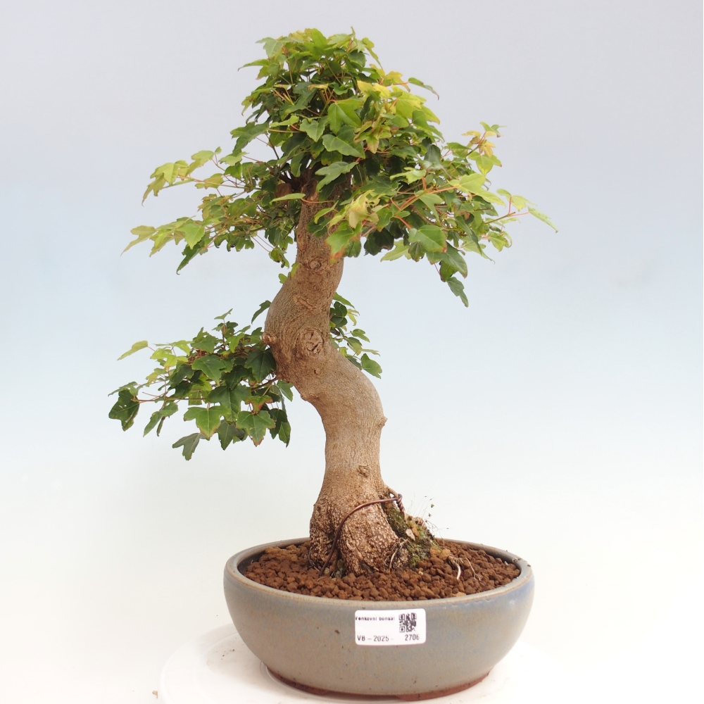 Kültéri bonsai - Acer Buergerianum - Burger juhar