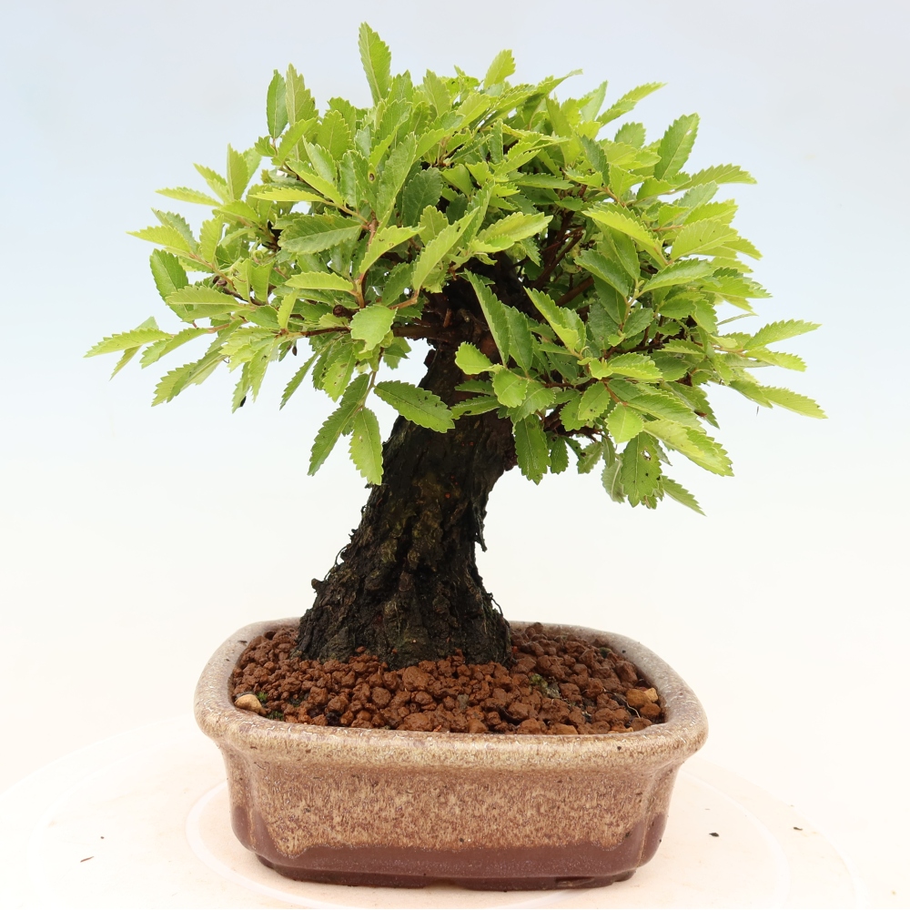 Kültéri bonsai - Zelkova - Zelkova NIRE