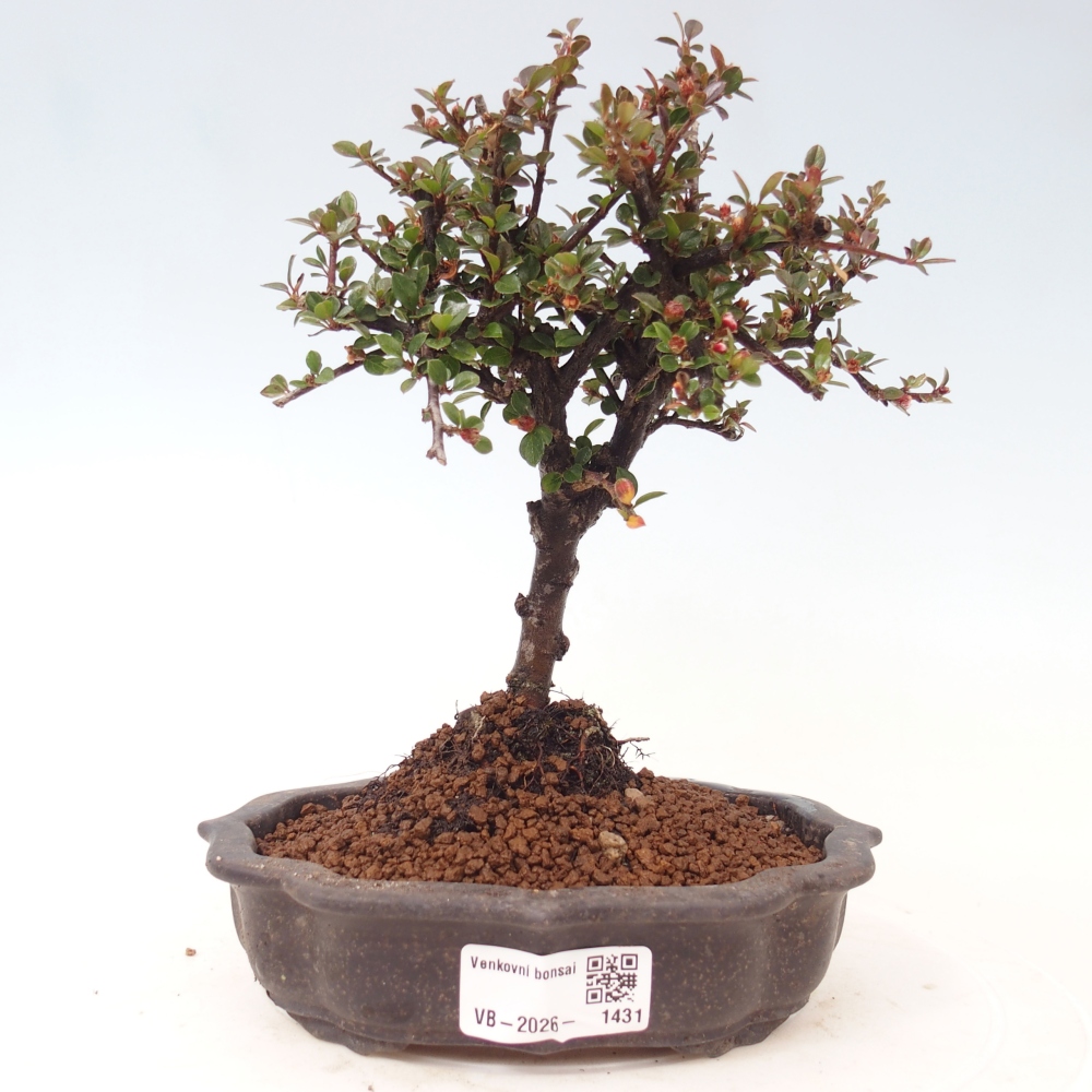 Kültéri bonsai - Cotoneaster horizontalis - Rocky Mountain