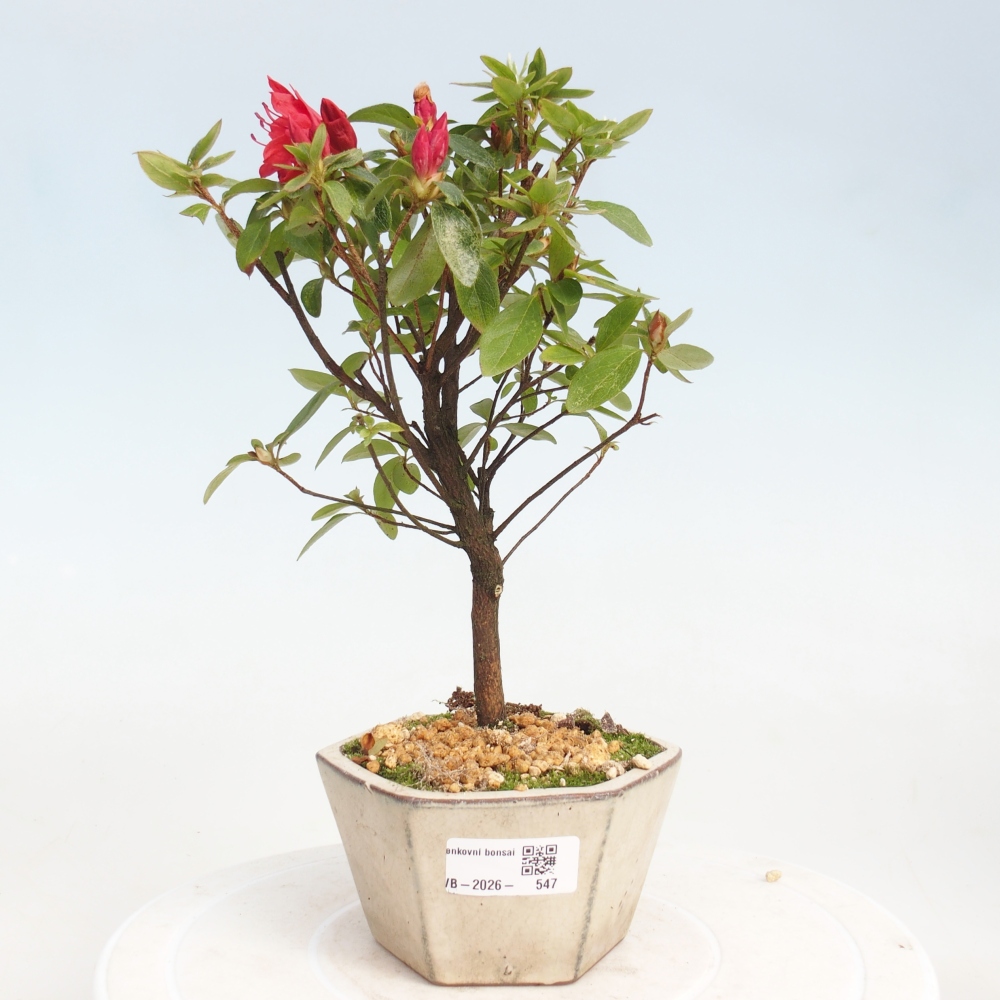 Kültéri bonsai - japán azálea - Azalea sp.