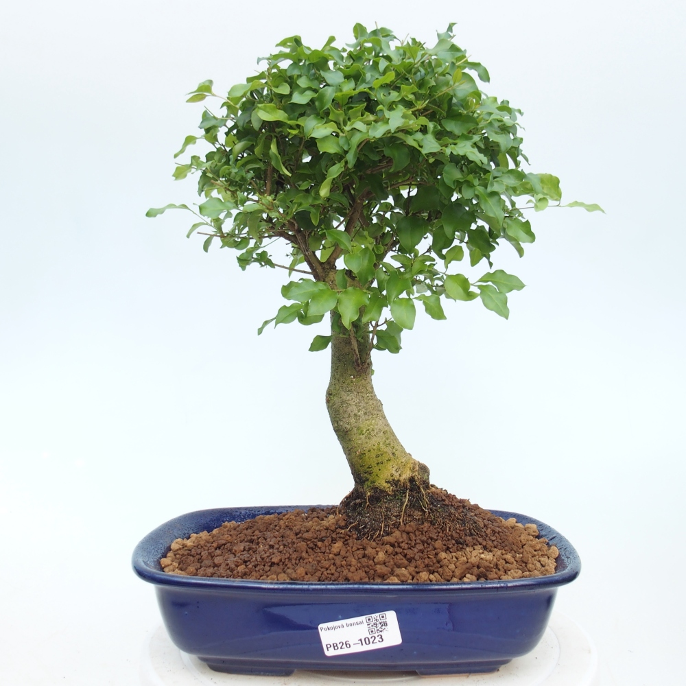 Szobai bonsai -Ligustrum chinensis - Madárcsőr