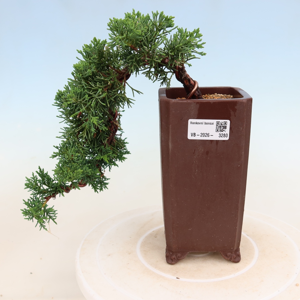 Kültéri bonsai - Juniperus chinensis Kishu