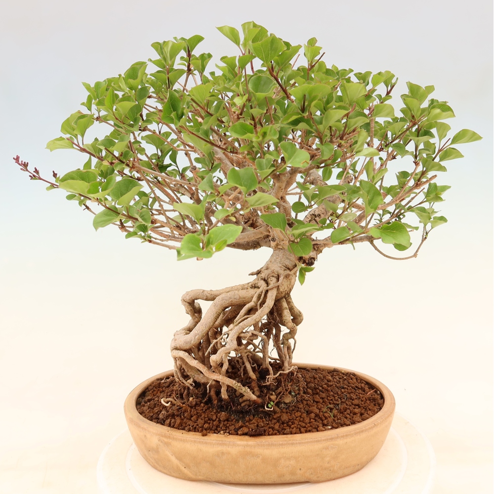Kültéri bonsai - Syringa microphylla - kisvirágú lila