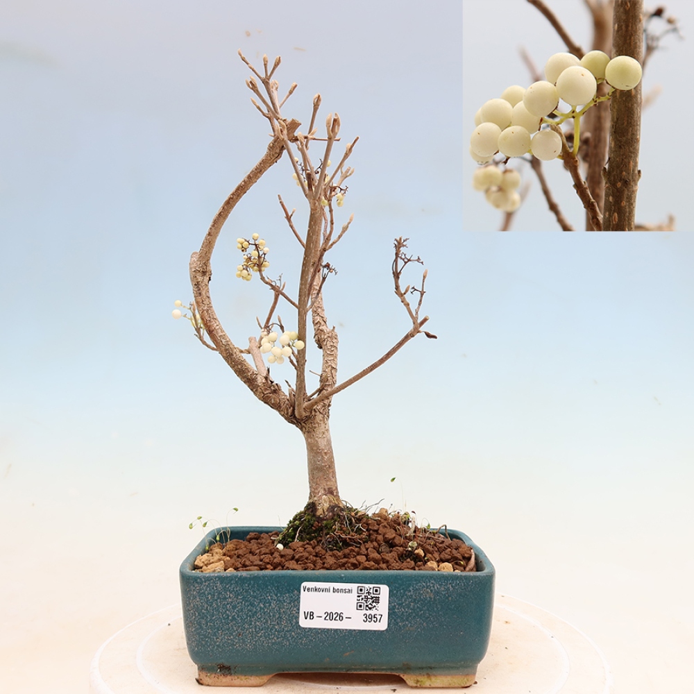 Kültéri bonsai – Callicarpa bodinieri Snowqueen – Gyönyörűtermésű bokor