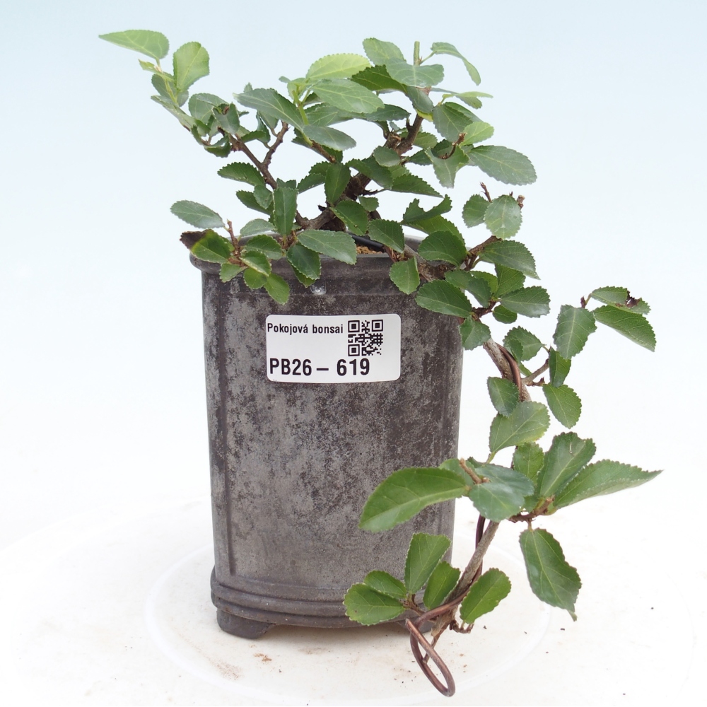 Beltéri bonsai - Grewia occidentalis - Levendula csillaghal