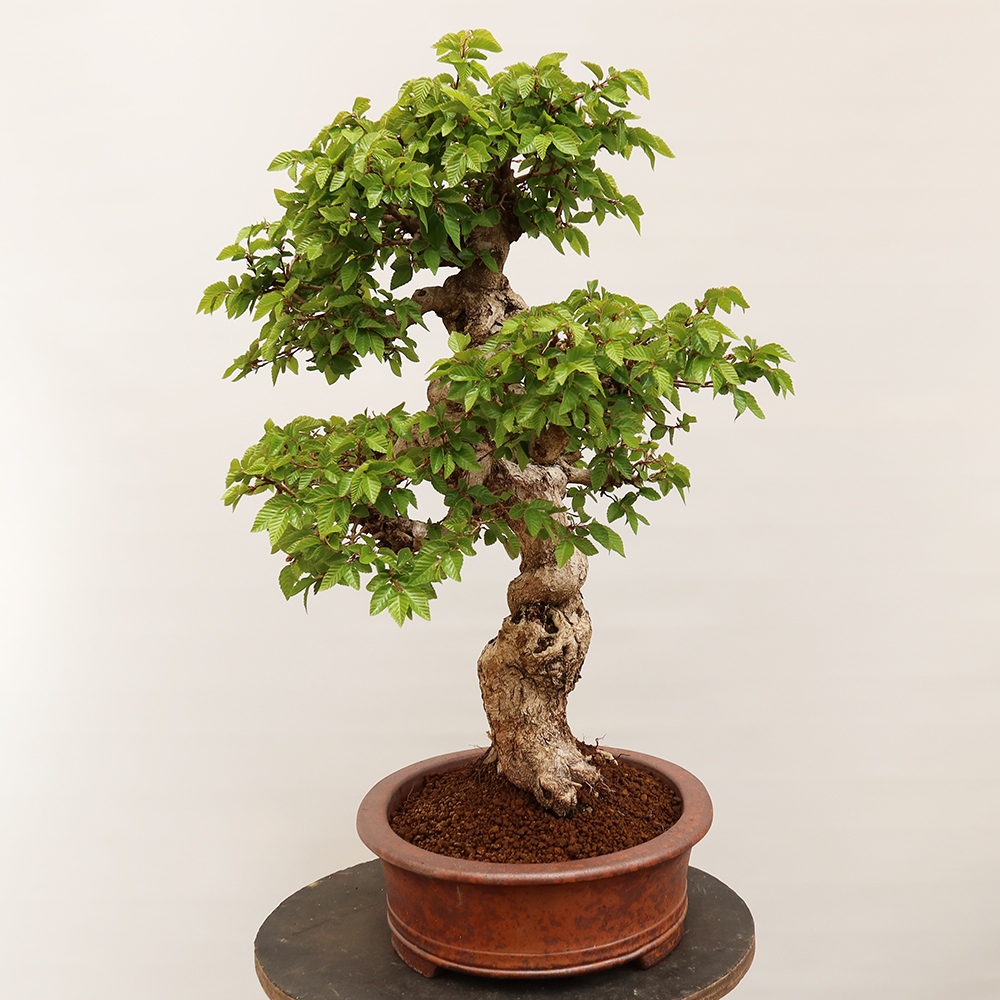 Kültéri bonsai -Carpinus Coreana - Koreai gyertyánfa