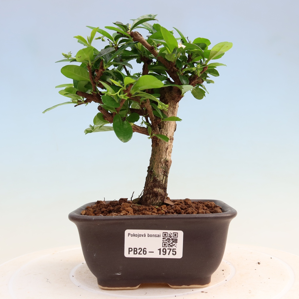 Szobai bonsai - Carmona macrophylla - Tea fuki