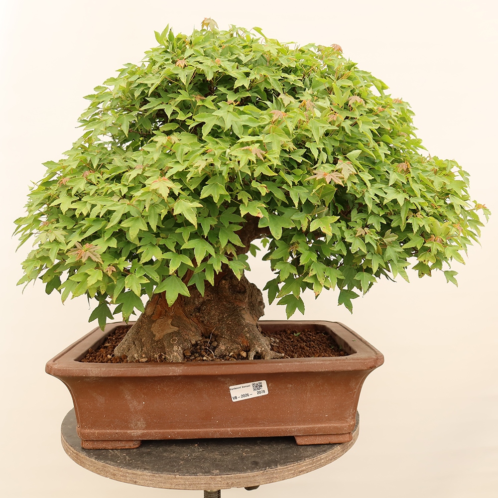 Kültéri bonsai - Juhar Burger - Acer Burgerianum