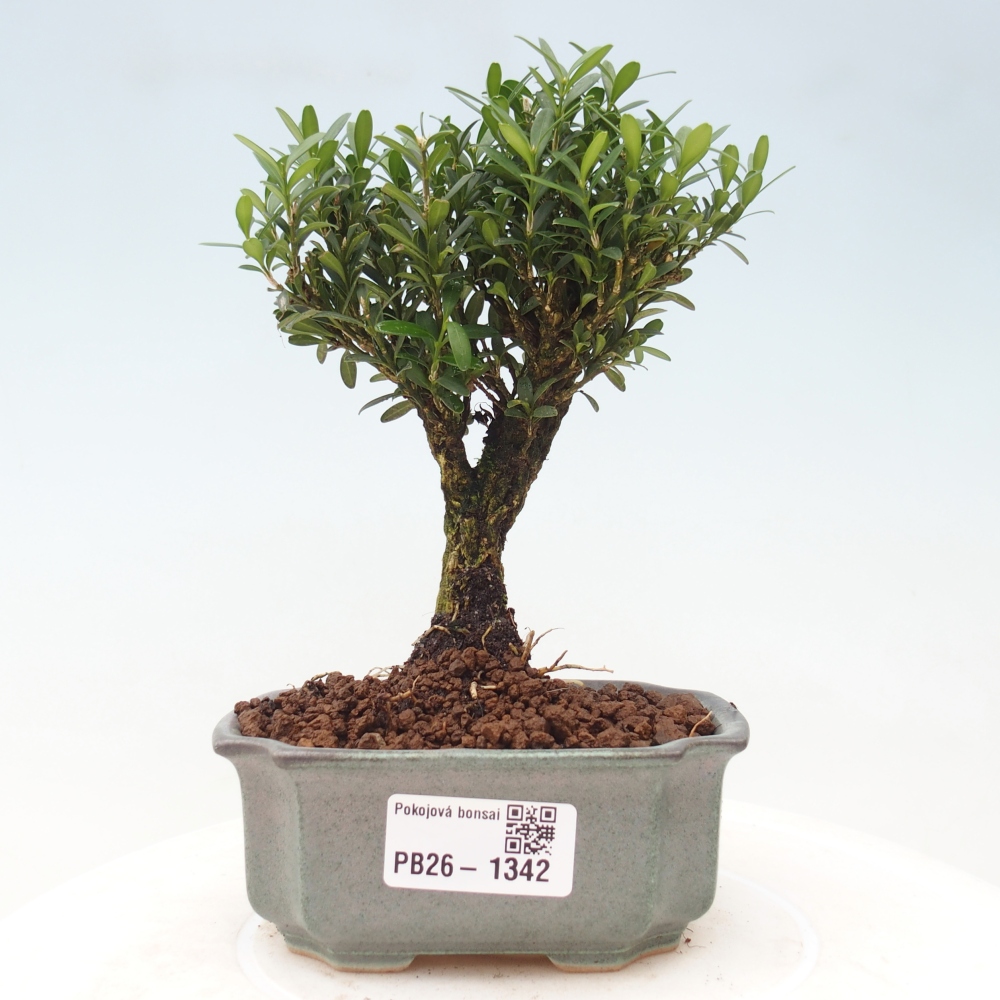 Szobai bonsai - Buxus harlandii - parafa buxus