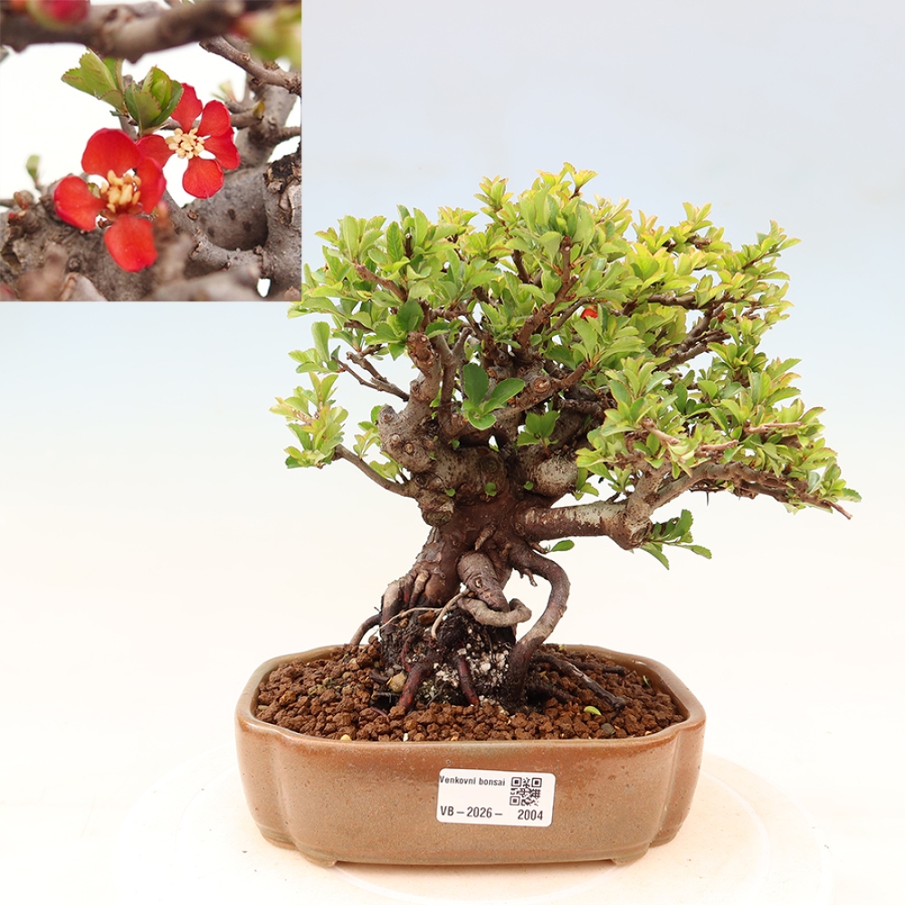 Kültéri bonsai - Chaneomeles speciosa Chojubai