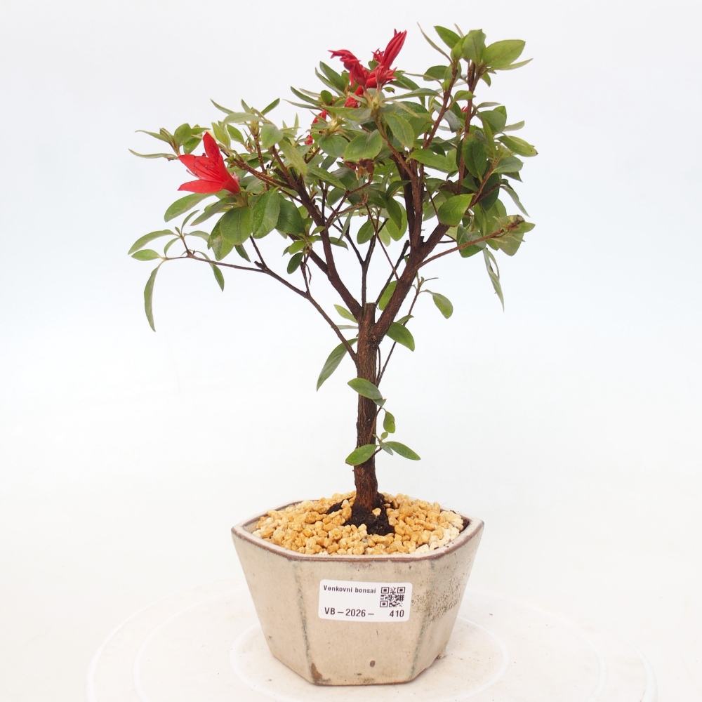 Kültéri bonsai - japán azálea - Azalea sp.