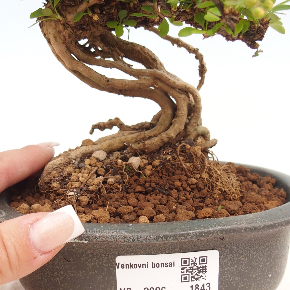 Kültéri bonsai - Berberis coreana