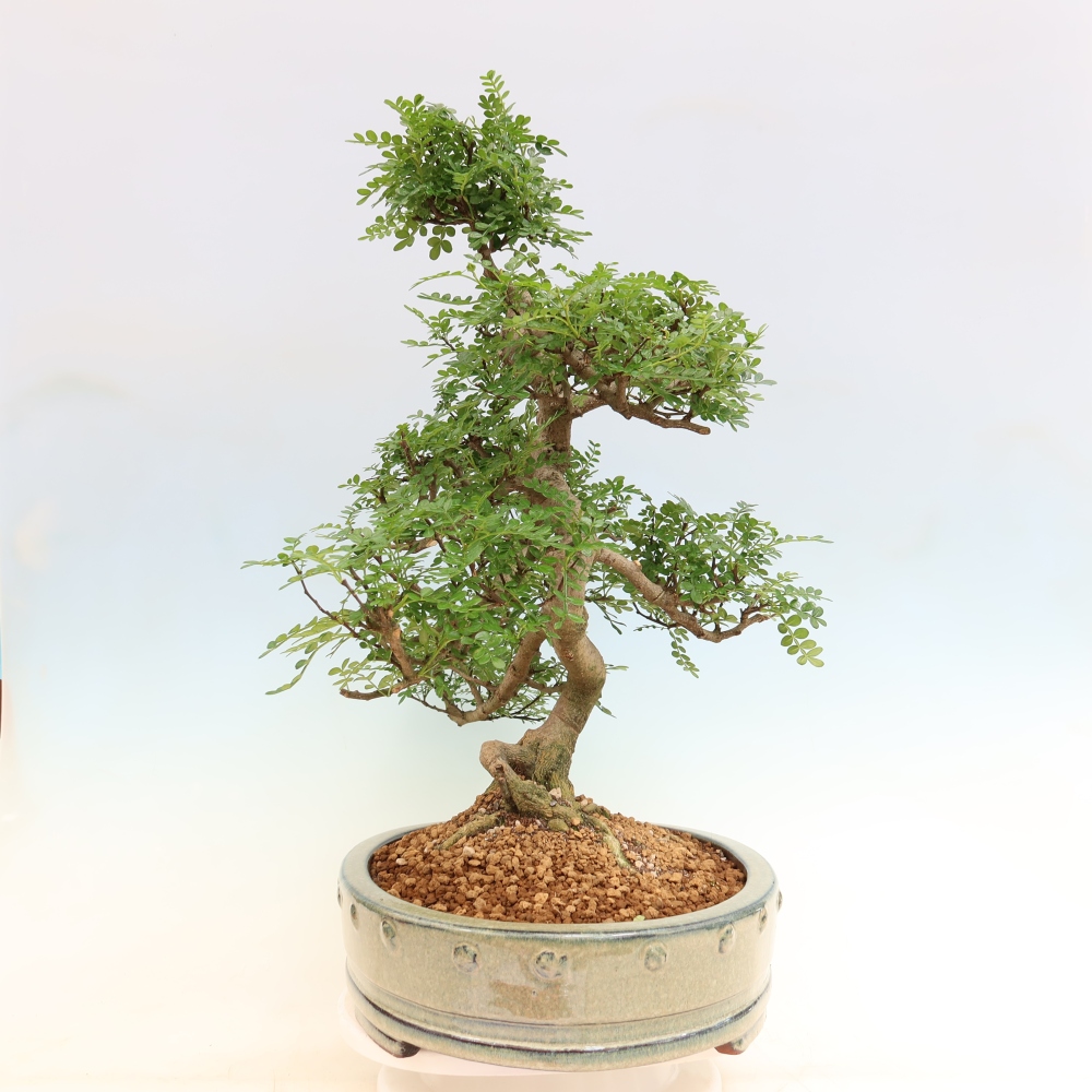 Szobai bonsai - Zantoxylum piperitum - borsfa