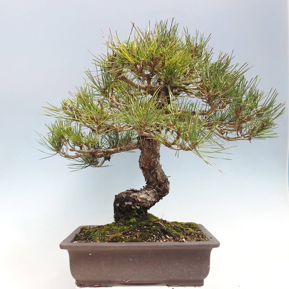 Kültéri bonsai - Pinus thunbergii - Thunberg fenyő