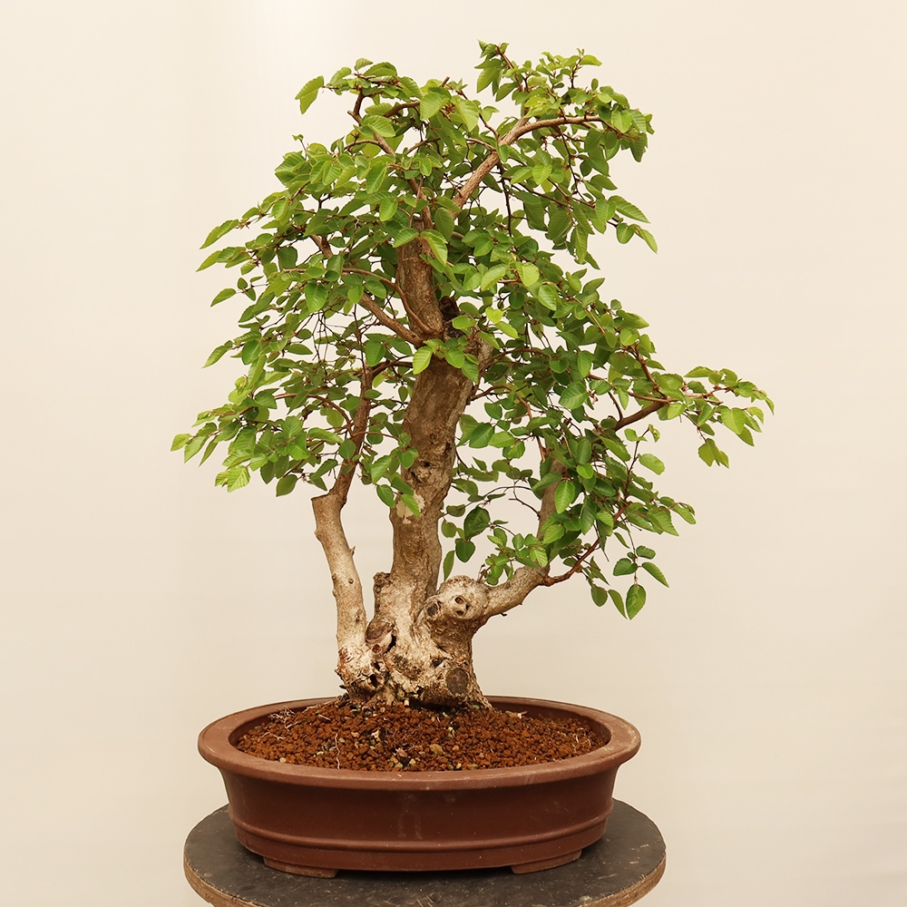 Kültéri bonsai -Carpinus Coreana - Koreai gyertyánfa