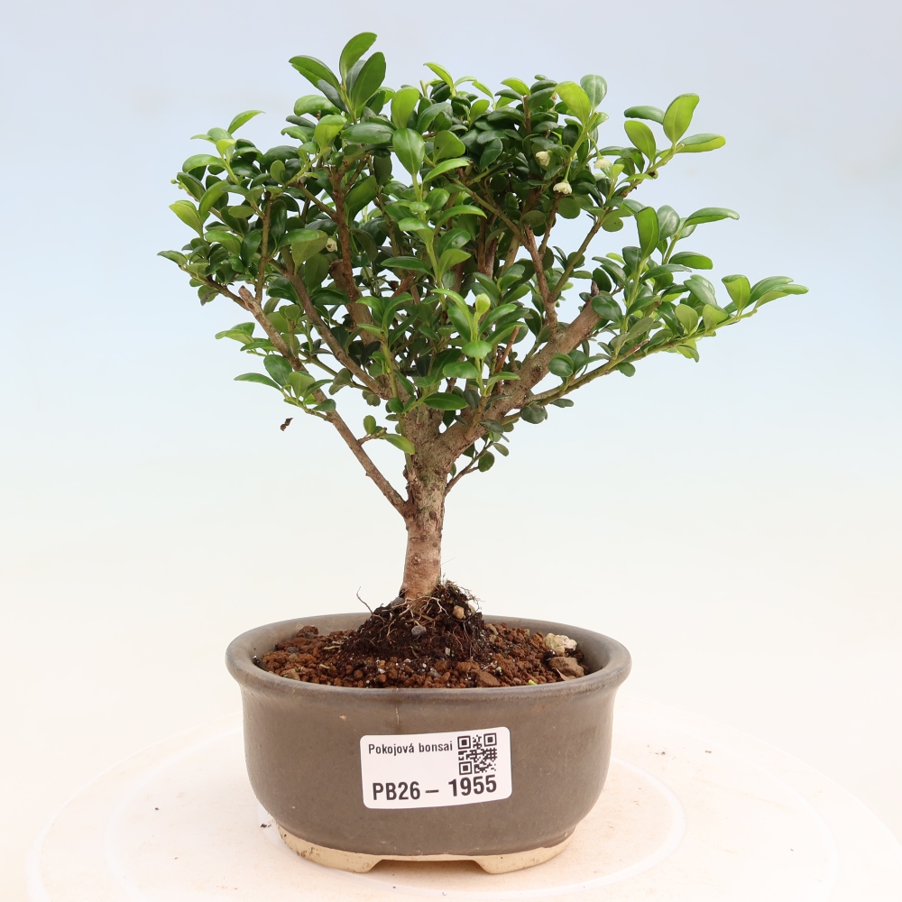 Szobai bonsai - Ilex crenata - Holly