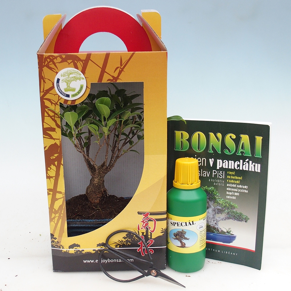 Szobai bonsai ajándékdobozban Ficus retusa - Kislevelű fikusz
