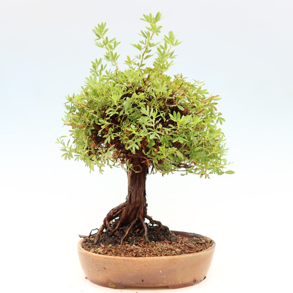 Kültéri bonsai - Potentila fruticosa