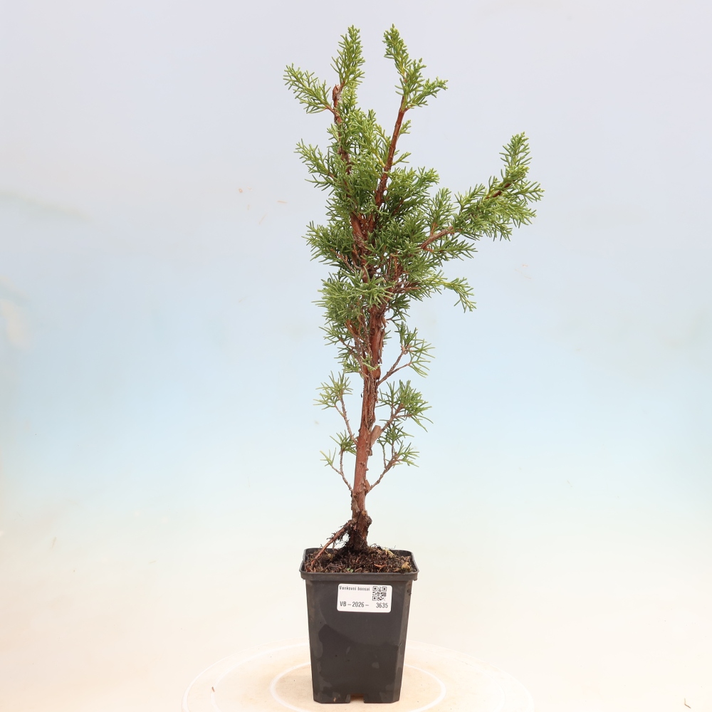Kültéri bonsai - Juniperus chinensis Kishu