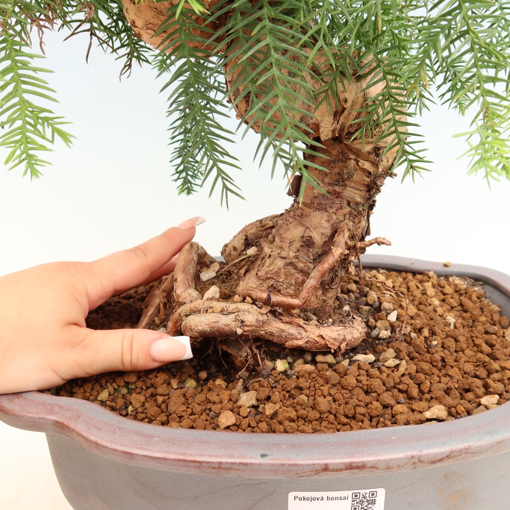 Szobai bonsai - Araucaria - szobai lucfenyő