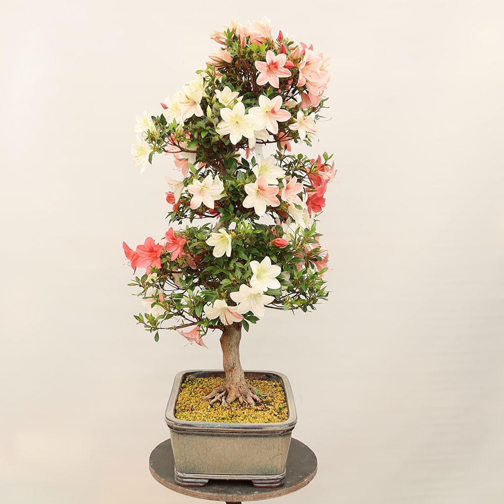 Kültéri bonsai - Japán azálea - Azalea Saishun