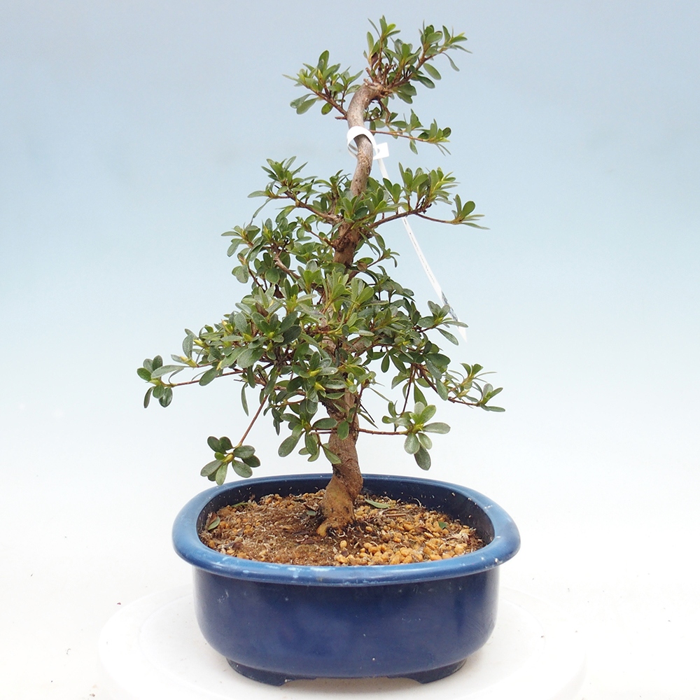 Kültéri bonsai - Japán azálea - Azálea Asahi-no-izumi