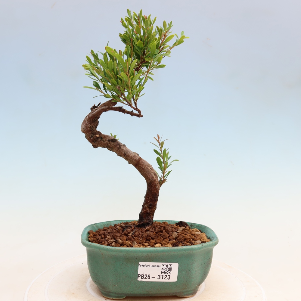 Szobai bonsai - Syzygium - Pimento