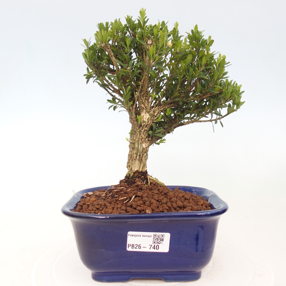 Szobai bonsai - Buxus harlandii - parafa buxus