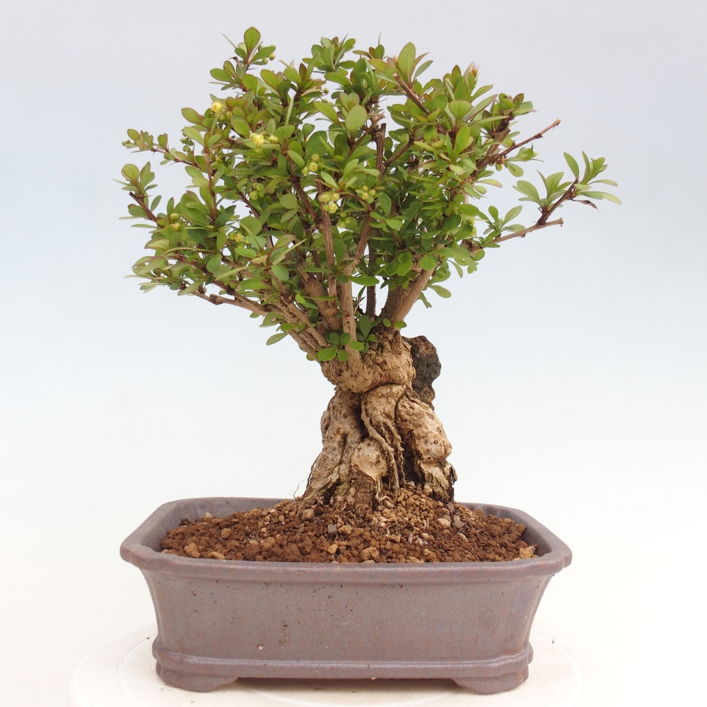Kültéri bonsai - Berberis coreana