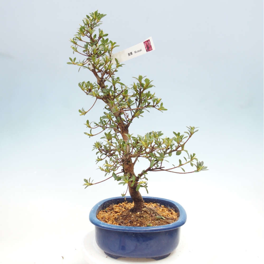 Kültéri bonsai - Japán azálea - Azalea MURASAKI