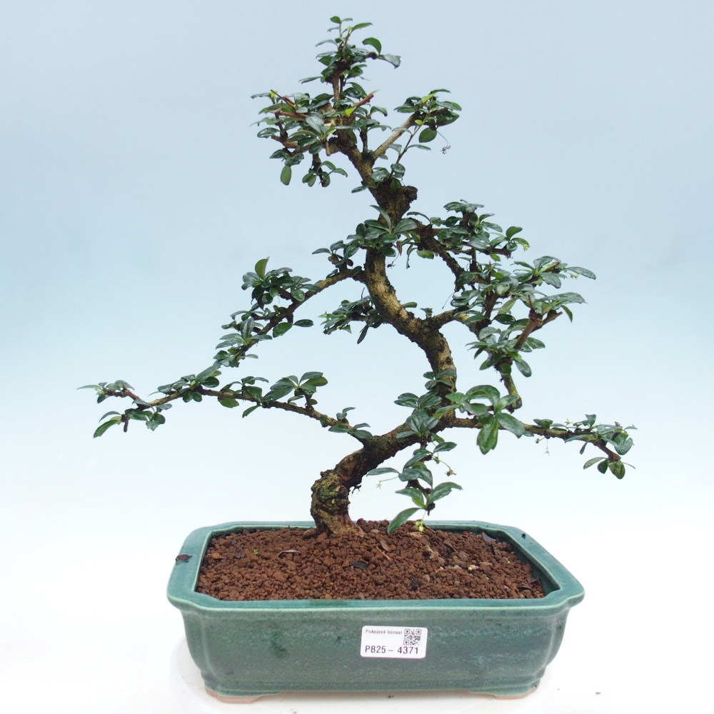 Szobai bonsai - Carmona macrophylla - Tea fuki
