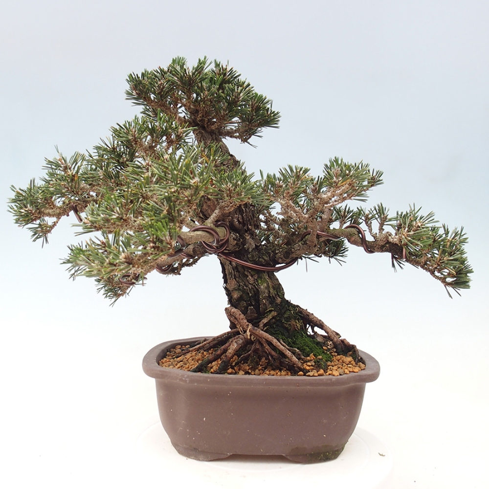 Kültéri bonsai - Pinus thunbergii Kotobuki - Thunberg fenyő