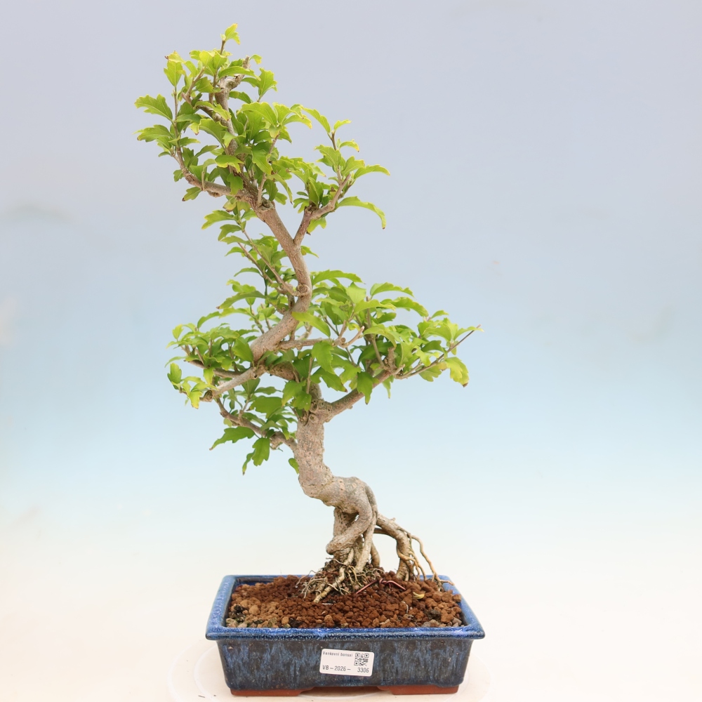 Kültéri bonsai – Hibiscus syriacus – szír hibiszkusz