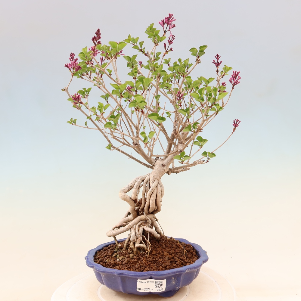Kültéri bonsai - Syringa microphylla - kisvirágú lila
