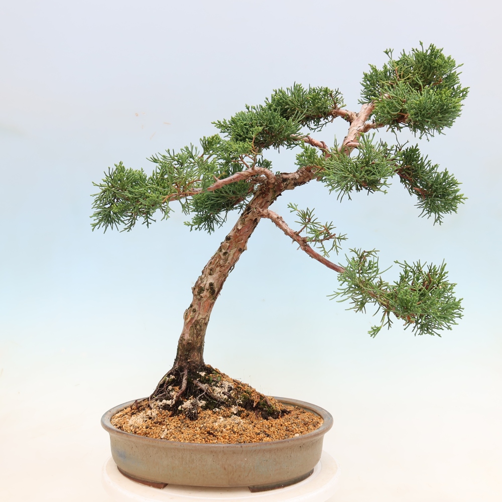 Kültéri bonsai - Juniperus chinensis Kishu