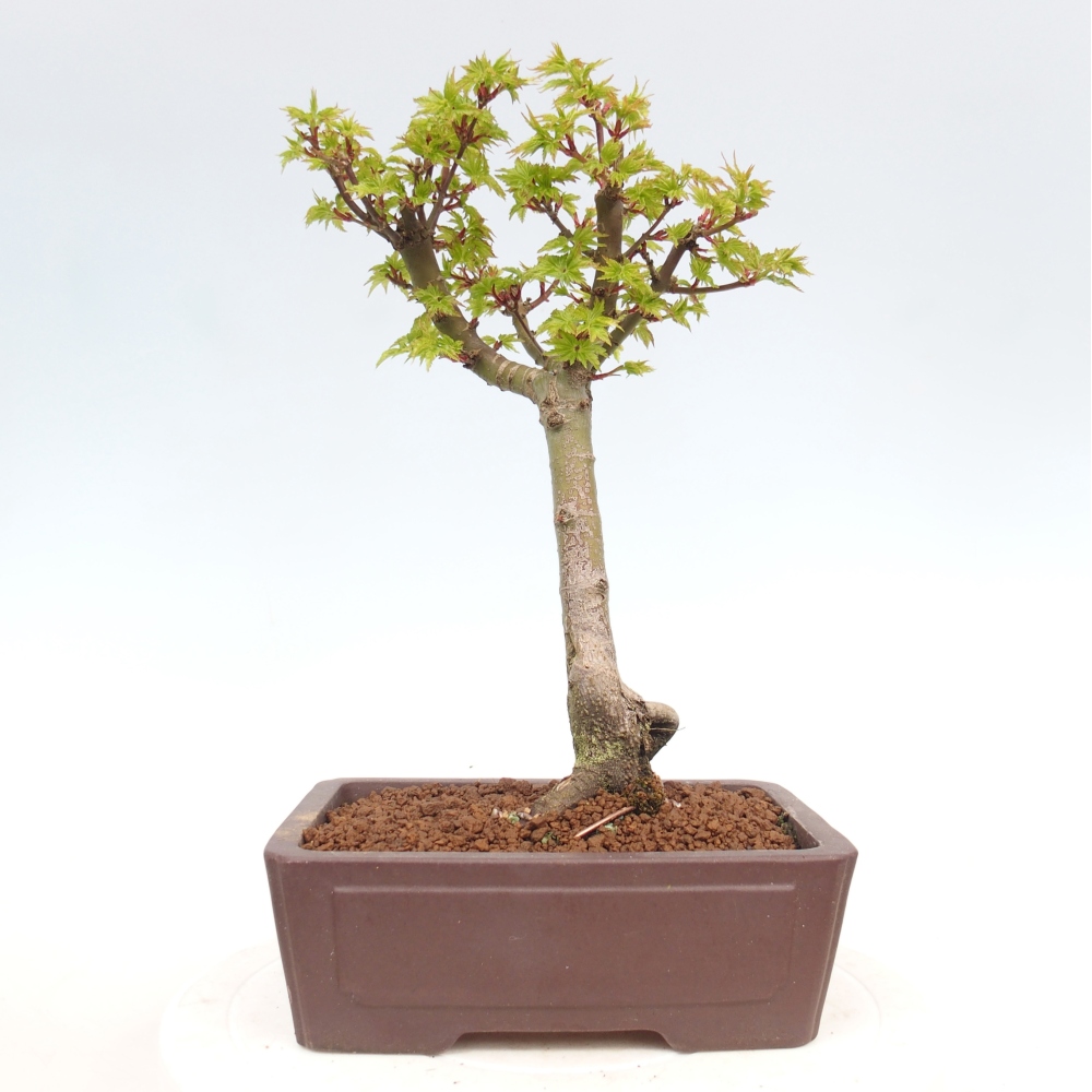 Kültéri bonsai -Javor pálma Acer palmatum Shishigashira