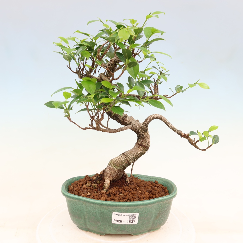 Szobai bonsai - Ficus retusa - kislevelű fikusz